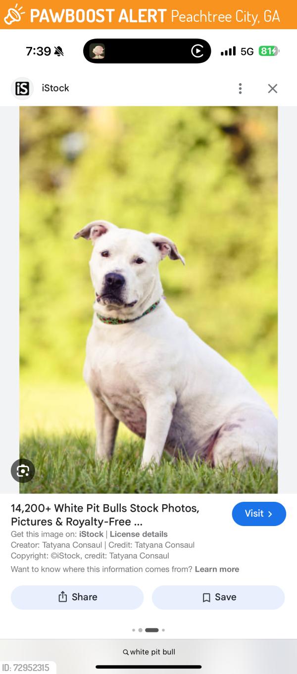 Found/Stray Unknown Dog last seen Mcduff parkway  heading south by street by road, Peachtree City, GA 30269