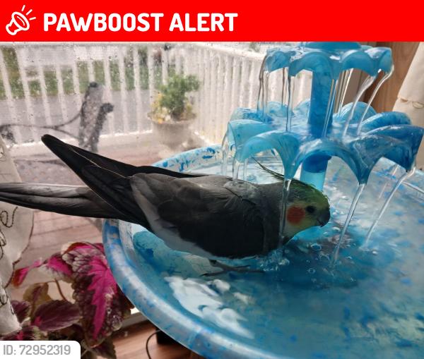 Lost Male Bird last seen Fire Rd, Egg Harbor Township, NJ 08234
