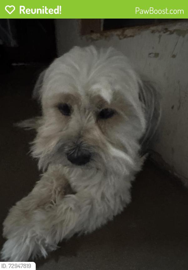 Reunited Male Dog last seen Middle Drain Rd Socorro Texas, Socorro, TX 79927