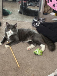 Reunited Male Cat last seen Near Soda Ash Ave, Las Vegas, NV 89110, USA, Las Vegas, NV 89110