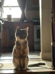 Lost Female Cat last seen Cortland and Jonathan, Clifton Park, NY 12065