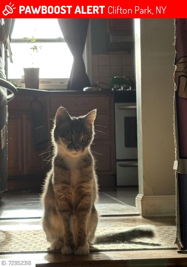 Lost Female Cat last seen Cortland and Jonathan, Clifton Park, NY 12065
