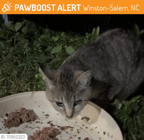 Found/Stray Unknown Cat last seen Atwood acres, Winston-Salem, NC 27103