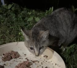 Found/Stray Unknown Cat last seen Atwood acres, Winston-Salem, NC 27103