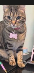 Lost Female Cat last seen Mitchell Rd and Carmody Dr Eden Prairie , Eden Prairie, MN 55347
