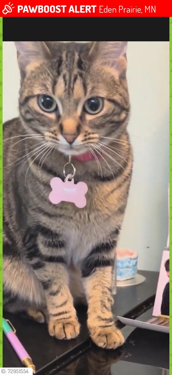 Lost Female Cat last seen Mitchell Rd and Carmody Dr Eden Prairie , Eden Prairie, MN 55347