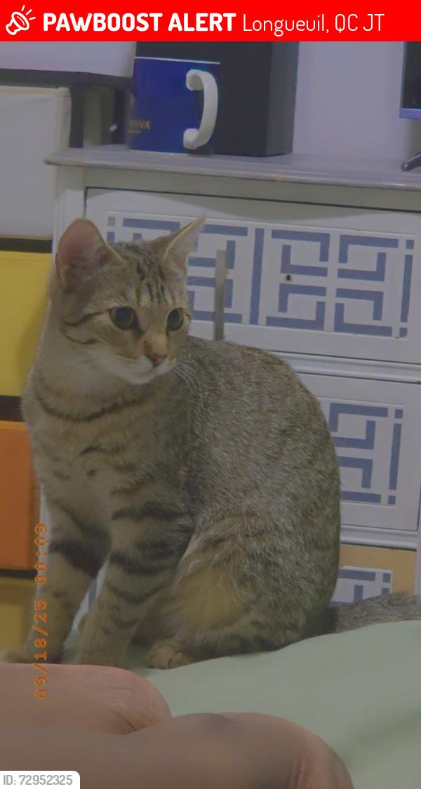 Lost Female Cat last seen Grand allée , Longueuil, QC J4T