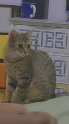 Lost Female Cat last seen Grand allée , Longueuil, QC J4T