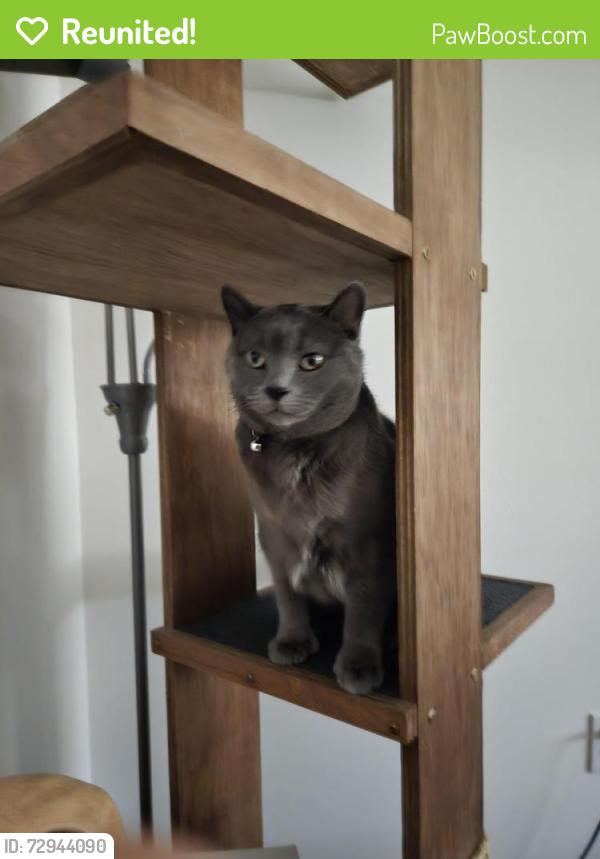 Reunited Male Cat last seen Wiegand and Lawrence , Center Line, MI 48015