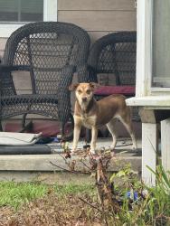 Found/Stray Female Dog last seen Hartley Bridge , Bibb County, GA 31216