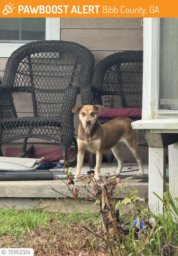Found/Stray Female Dog last seen Hartley Bridge , Bibb County, GA 31216