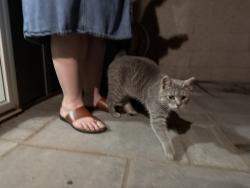 Reunited Unknown Cat last seen Marmon and 331st, Cambridge, MN 55008