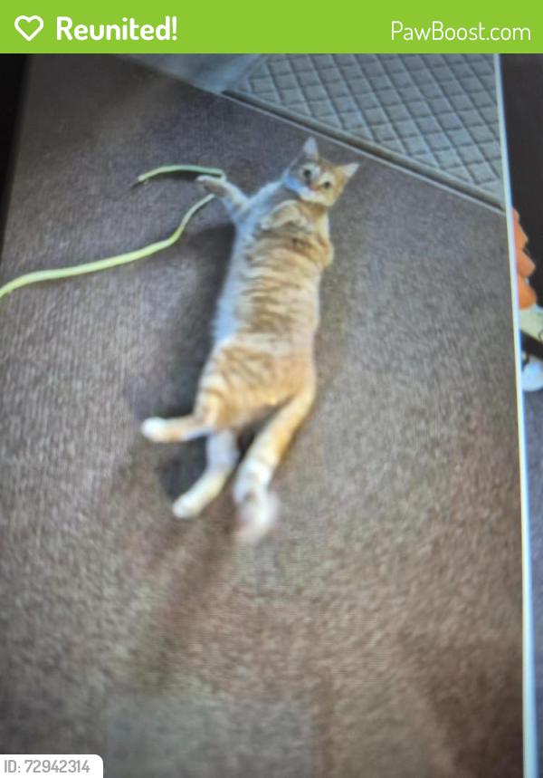 Reunited Female Cat last seen Mixing Dr bar never nj, Barnegat Township, NJ 08005