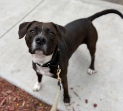 Shelter Stray Female Dog last seen Adobe Falls Road, San Diego, CA, 92120, San Diego, CA 92110