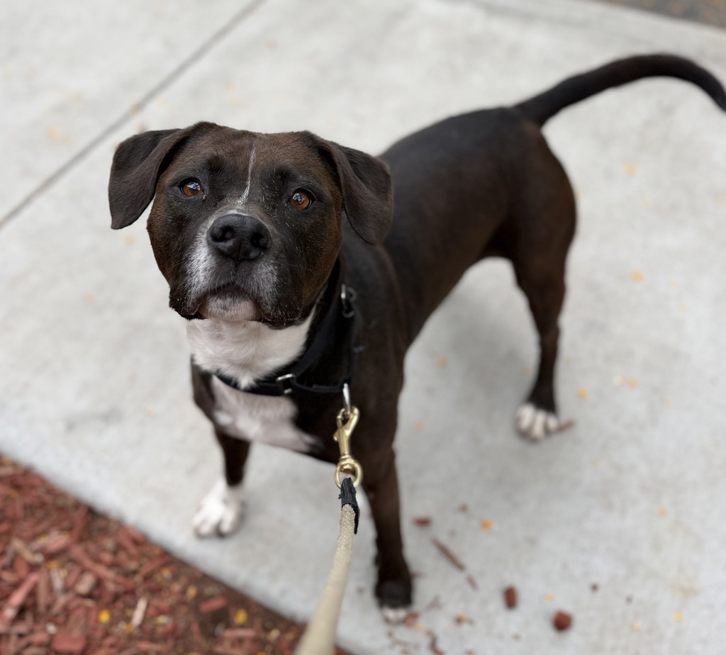 Shelter Stray Female Dog last seen Adobe Falls Road, San Diego, CA, 92120, San Diego, CA 92110
