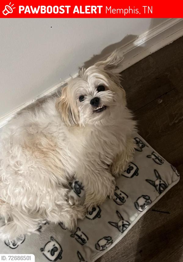 Lost Male Dog last seen Whitten, Appling, stage , Memphis, TN 38133