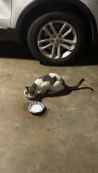 Found/Stray Unknown Cat last seen 20th and bluffside, Rockford, IL 61108