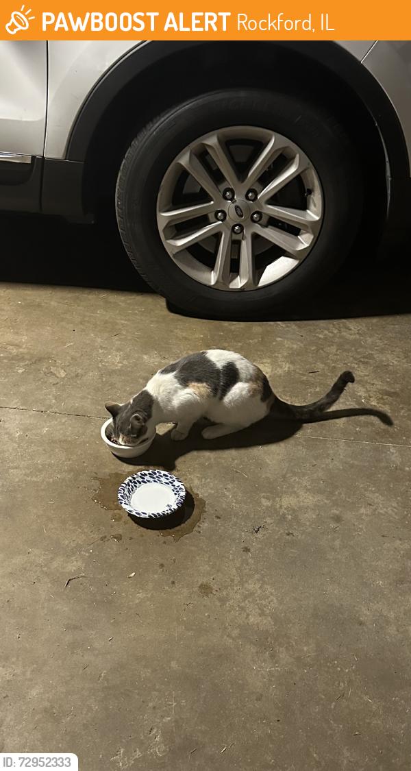 Found/Stray Unknown Cat last seen 20th and bluffside, Rockford, IL 61108