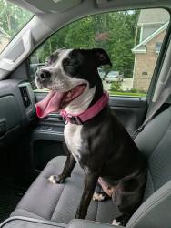 Reunited Female Dog last seen Regions and Barberville Rd, Indian Land, SC 29707