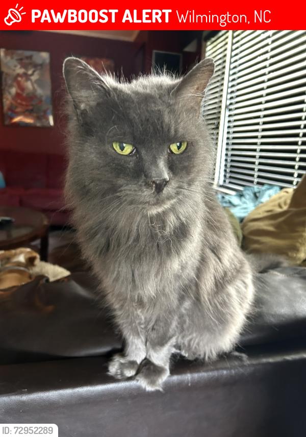 Lost Male Cat last seen Shirley Rd and Kenwood Ave, Wilmington, NC 28405