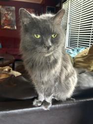 Lost Male Cat last seen Shirley Rd and Kenwood Ave, Wilmington, NC 28405