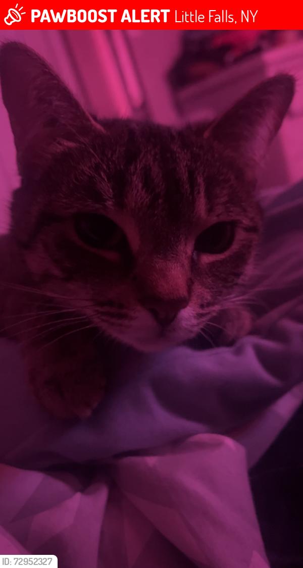 Lost Female Cat last seen Near Sam’s Deli , Little Falls, NY 13365