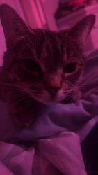 Lost Female Cat last seen Near Sam’s Deli , Little Falls, NY 13365