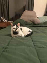 Reunited Female Cat last seen Heol-Y-Cyw workmans club, Heol-y-Cyw, Wales CF35 6HH