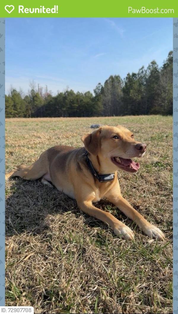 Reunited Female Dog last seen Evans Creek Rd Brodnax, Brodnax, VA 23920