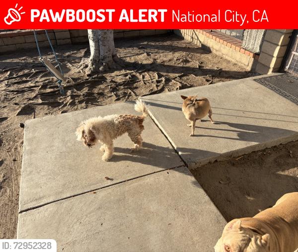 Lost Female Dog last seen Plaza and 8th Street , National City, CA 91950
