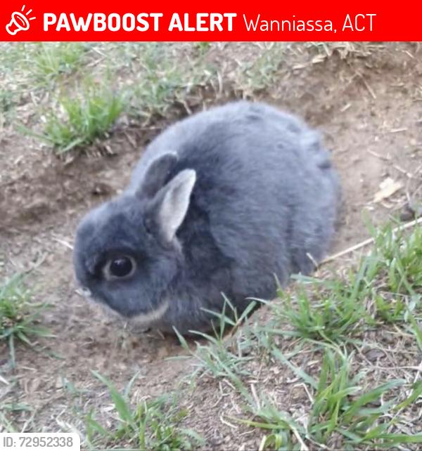 Lost Male Rabbit last seen Holden Cres Wanniassa , Wanniassa, ACT 2903