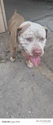 Found/Stray Male Dog last seen Near North Nebraska Ave 33604, Tampa, FL 33604
