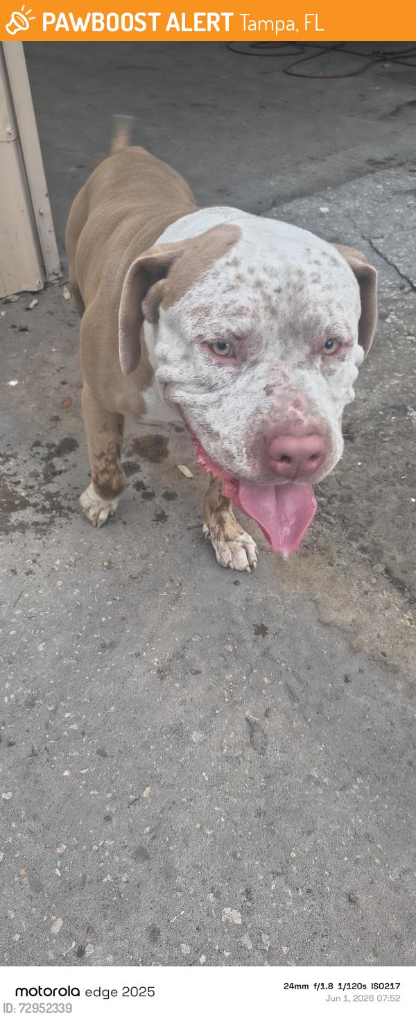 Found/Stray Male Dog last seen Near North Nebraska Ave 33604, Tampa, FL 33604
