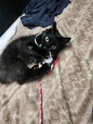 Found/Stray Unknown Cat last seen 4th street and 6th street in between Hillman and Archibald, Rancho Cucamonga, CA 91730