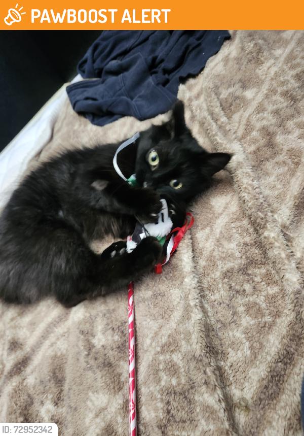 Found/Stray Unknown Cat last seen 4th street and 6th street in between Hillman and Archibald, Rancho Cucamonga, CA 91730