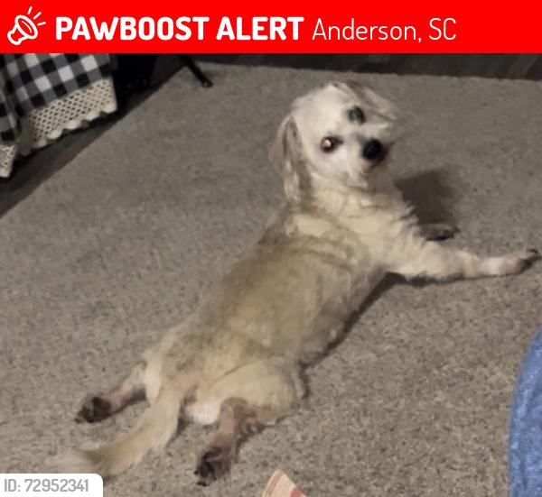 Lost Male Dog last seen Belhaven rd, Anderson, SC 29621