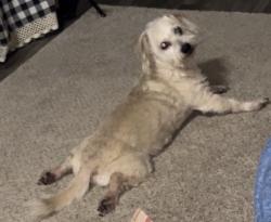 Lost Male Dog last seen Belhaven rd, Anderson, SC 29621