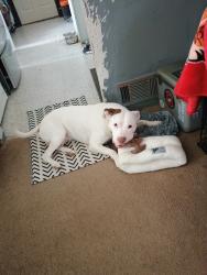 Lost Male Dog last seen Indiana State Prison, Michigan City, IN 46360