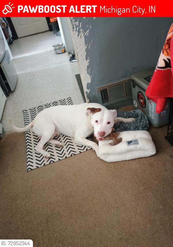 Lost Male Dog last seen Indiana State Prison, Michigan City, IN 46360