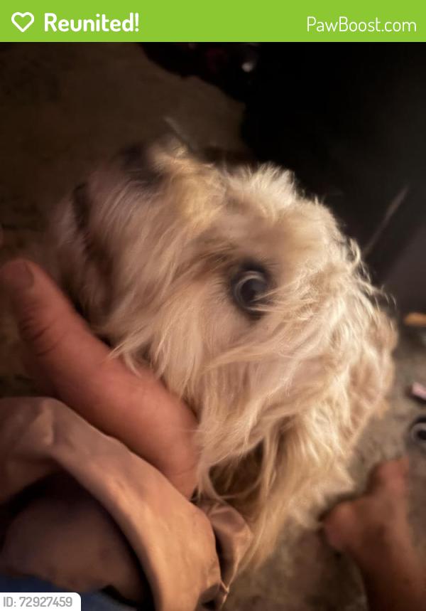 Reunited Female Dog last seen Nearby food 4 less lemon grove, Lemon Grove, CA 91945
