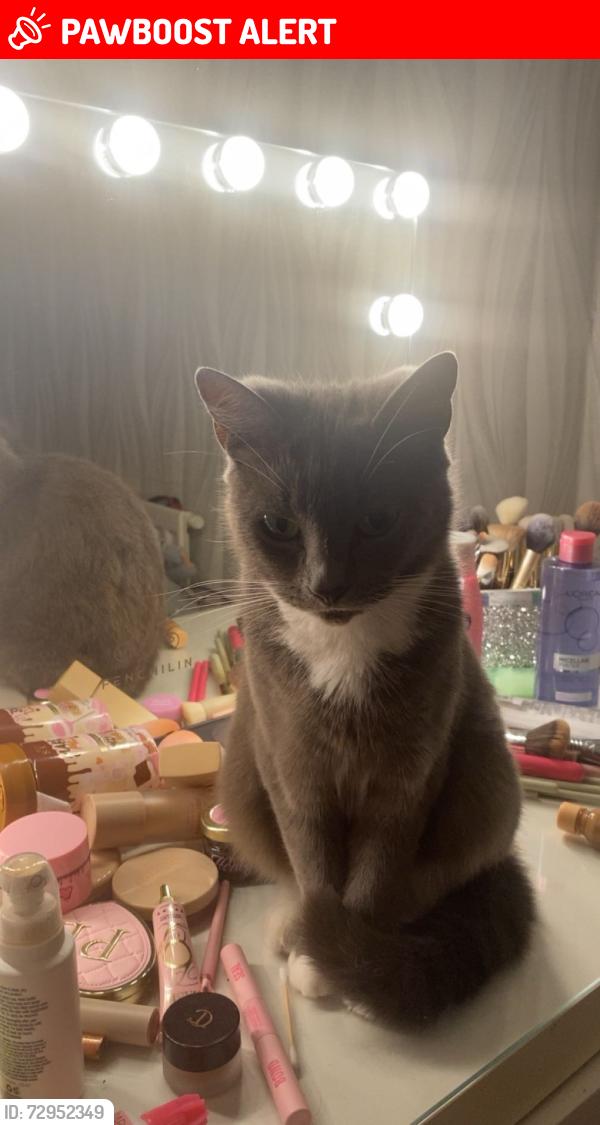 Lost Female Cat last seen brampton , Herefordshire, England HR9