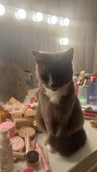 Lost Female Cat last seen brampton , Herefordshire, England HR9
