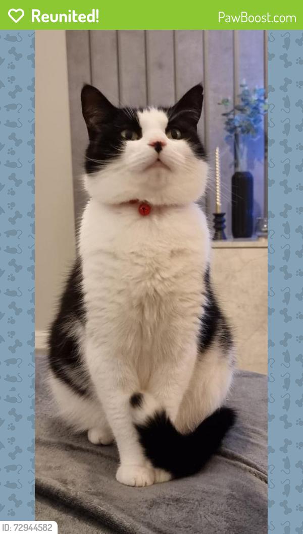 Reunited Male Cat last seen Aldwych Croft New Waltham, New Waltham, England DN36