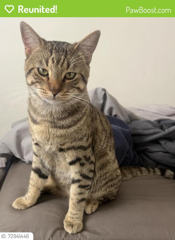 Reunited Male Cat last seen Near Truro Ave, Hawthorne, CA 90250, USA, Hawthorne, CA 90250