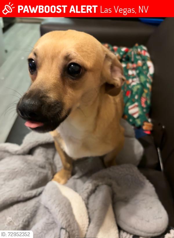 Lost Male Dog last seen Near S Mojave Rd #157 Las Vegas, NV 89104 United States, Las Vegas, NV 89104