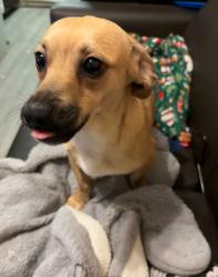 Lost Male Dog last seen Near S Mojave Rd #157 Las Vegas, NV  89104 United States, Las Vegas, NV 89104