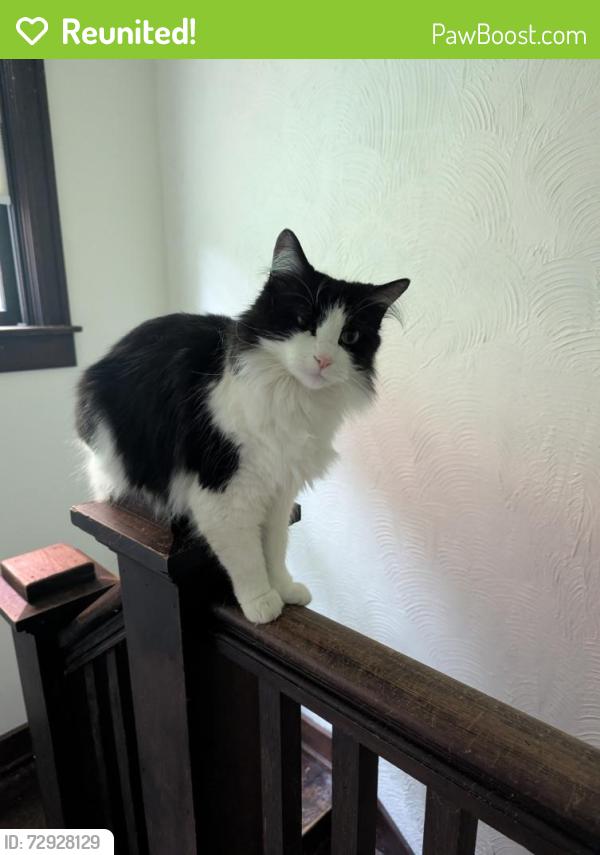 Reunited Female Cat last seen Whittier Place and Washington Street, Indianapolis, IN 46219