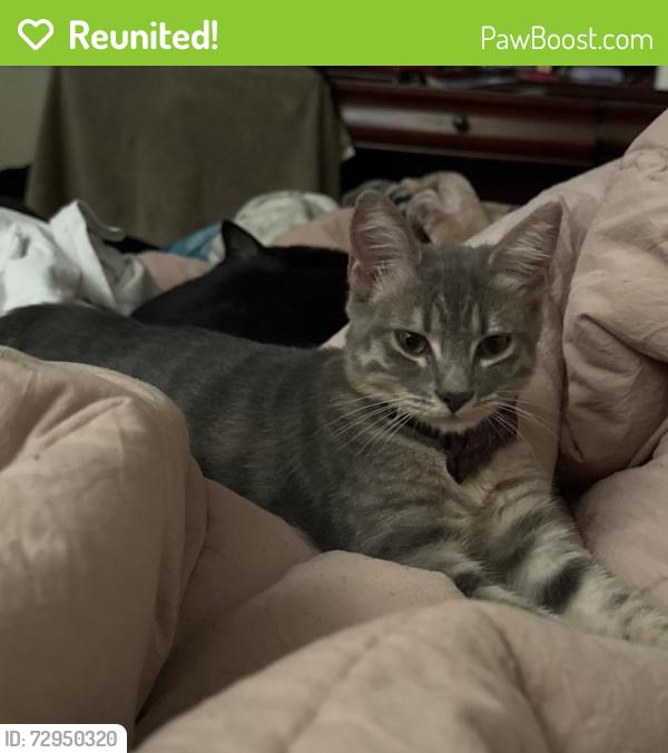 Reunited Female Cat last seen Dobinson St, Los Angeles, CA, USA, Los Angeles, CA 90033