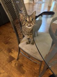 Reunited Male Cat last seen In woods between Chapel Glen neighborhood and Lanesborough apmts, Knoxville, TN 37934