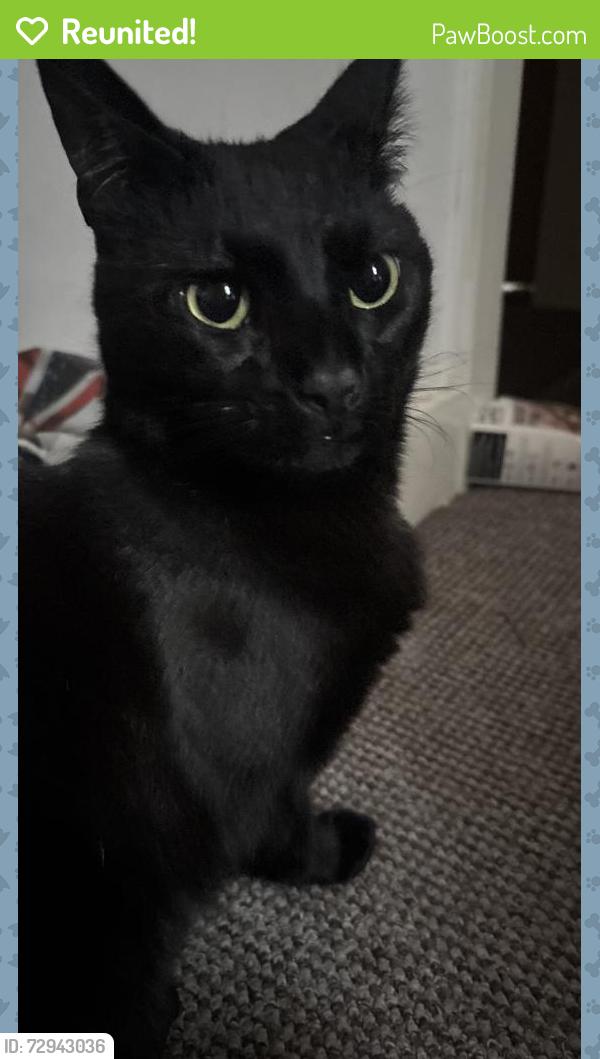 Reunited Male Cat last seen West Craven St. / Ordsall area, Greater Manchester, England M5